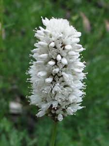 Polygonum spp.